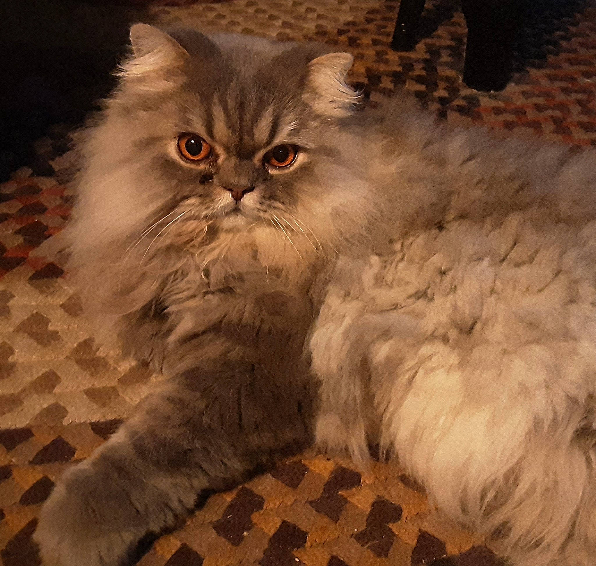 Max is registered to the contest to win money with this photo: asian, asian_semi_longhair, british_longhair, british_semi_longhair, carnivore, cat, domestic_long_haired_cat, eye, fawn, felidae, fur, himalayan, mammal, napoleon_cat, norwegian_forest_cat, persian, ragamuffin, siberian, small_to_medium_sized_cats, whiskers