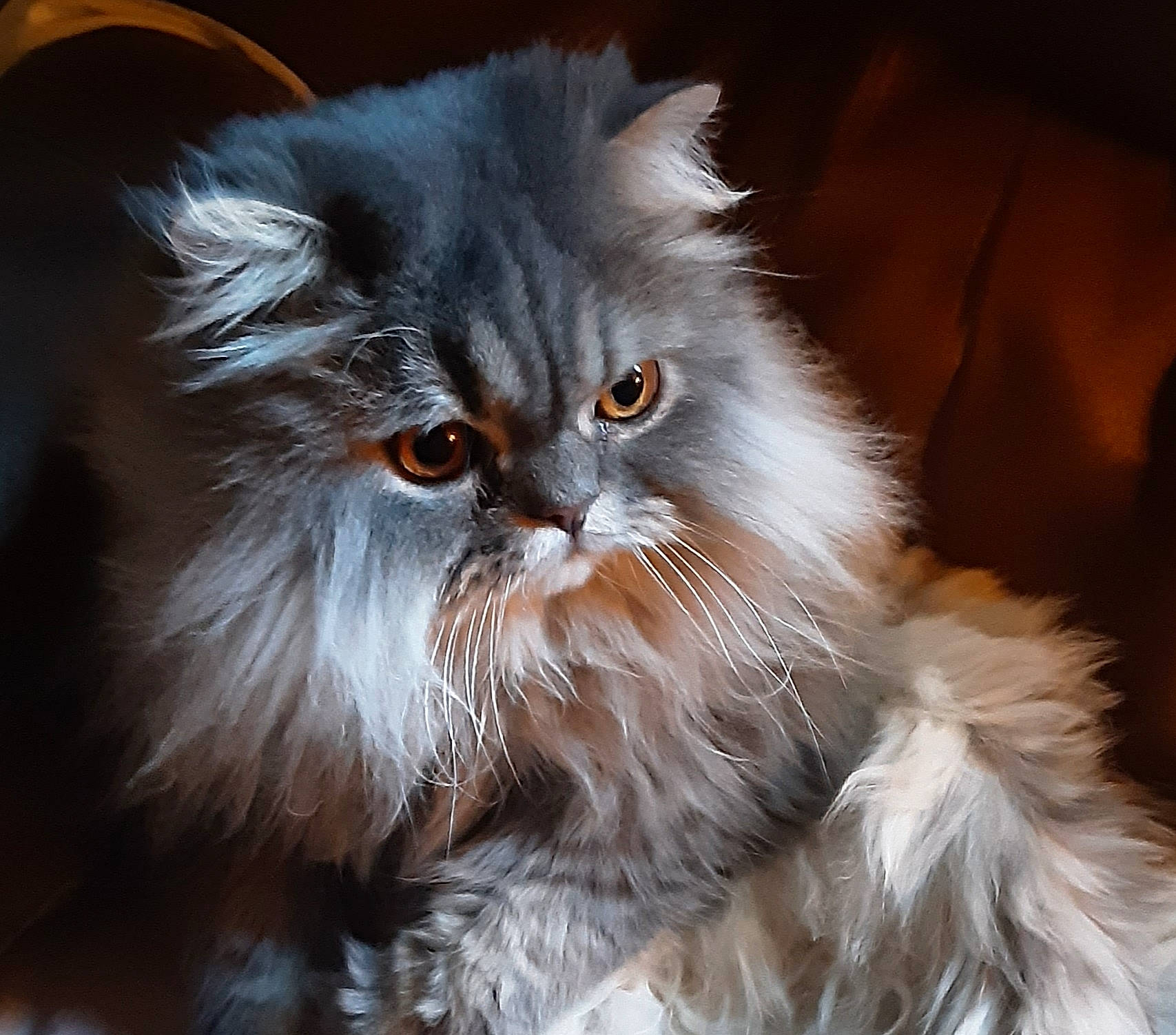 Max joined the competition — help win amazing prizes! asian_semi_longhair, british_longhair, british_semi_longhair, carnivore, cat, domestic_long_haired_cat, eye, fawn, felidae, fur, kitten, mammal, napoleon_cat, norwegian_forest_cat, persian, ragamuffin, siberian, small_to_medium_sized_cats, vertebrate, whiskers