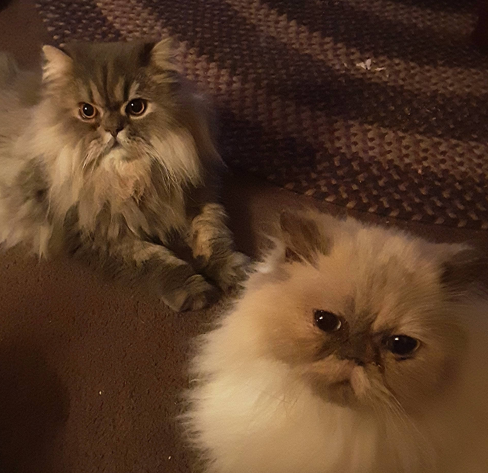 Max joined the competition — help win amazing prizes! asian, asian_semi_longhair, british_longhair, british_semi_longhair, carnivore, cat, domestic_long_haired_cat, eye, felidae, fur, himalayan, kitten, mammal, napoleon_cat, norwegian_forest_cat, persian, skin, small_to_medium_sized_cats, vertebrate, whiskers