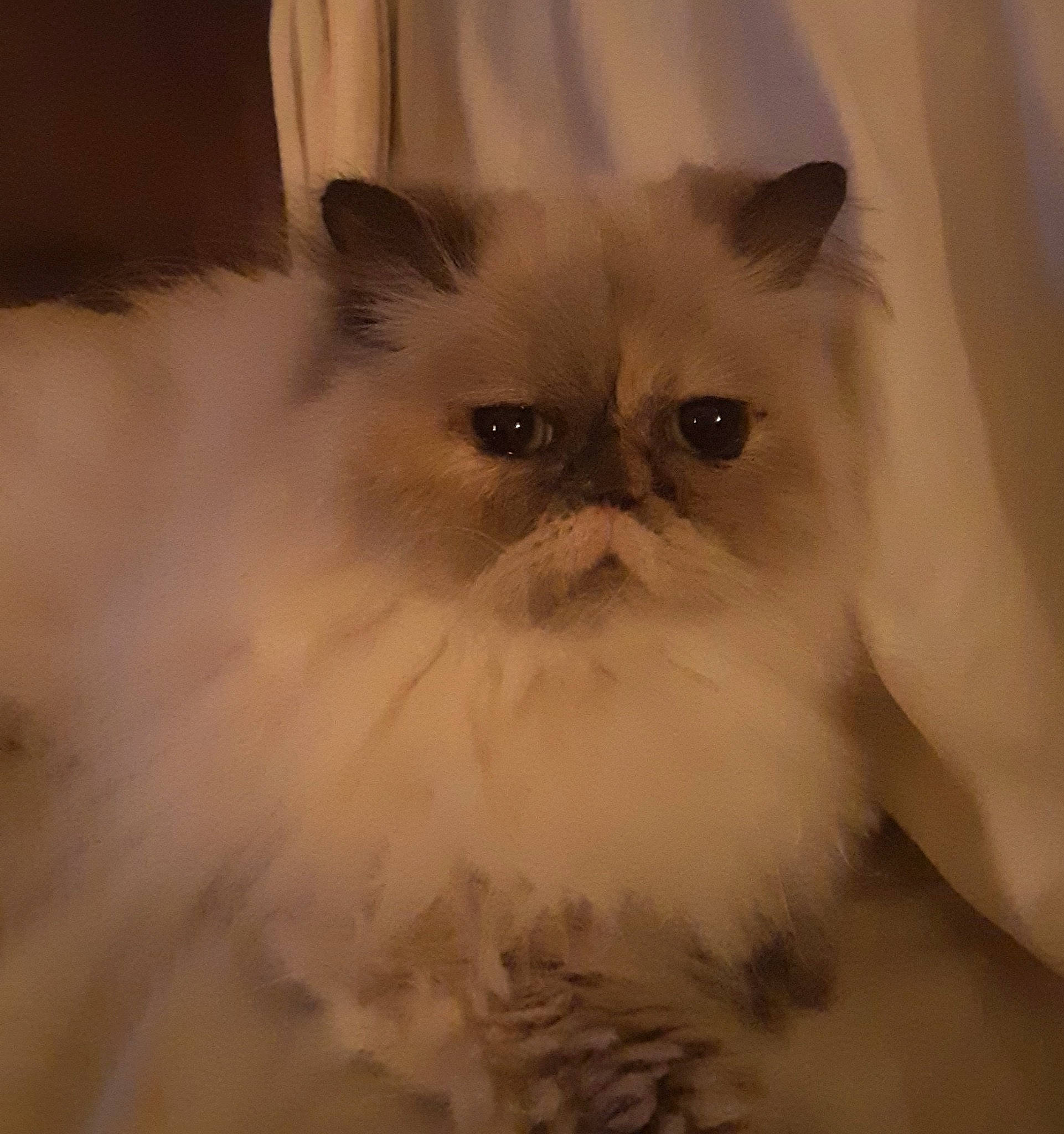 Hazel is registered to the contest to win money with this photo: asian_semi_longhair, balinese, birman, british_semi_longhair, carnivore, cat, domestic_long_haired_cat, eye, felidae, fur, himalayan, iris, mammal, organ, persian, ragdoll, small_to_medium_sized_cats, snout, vertebrate, whiskers