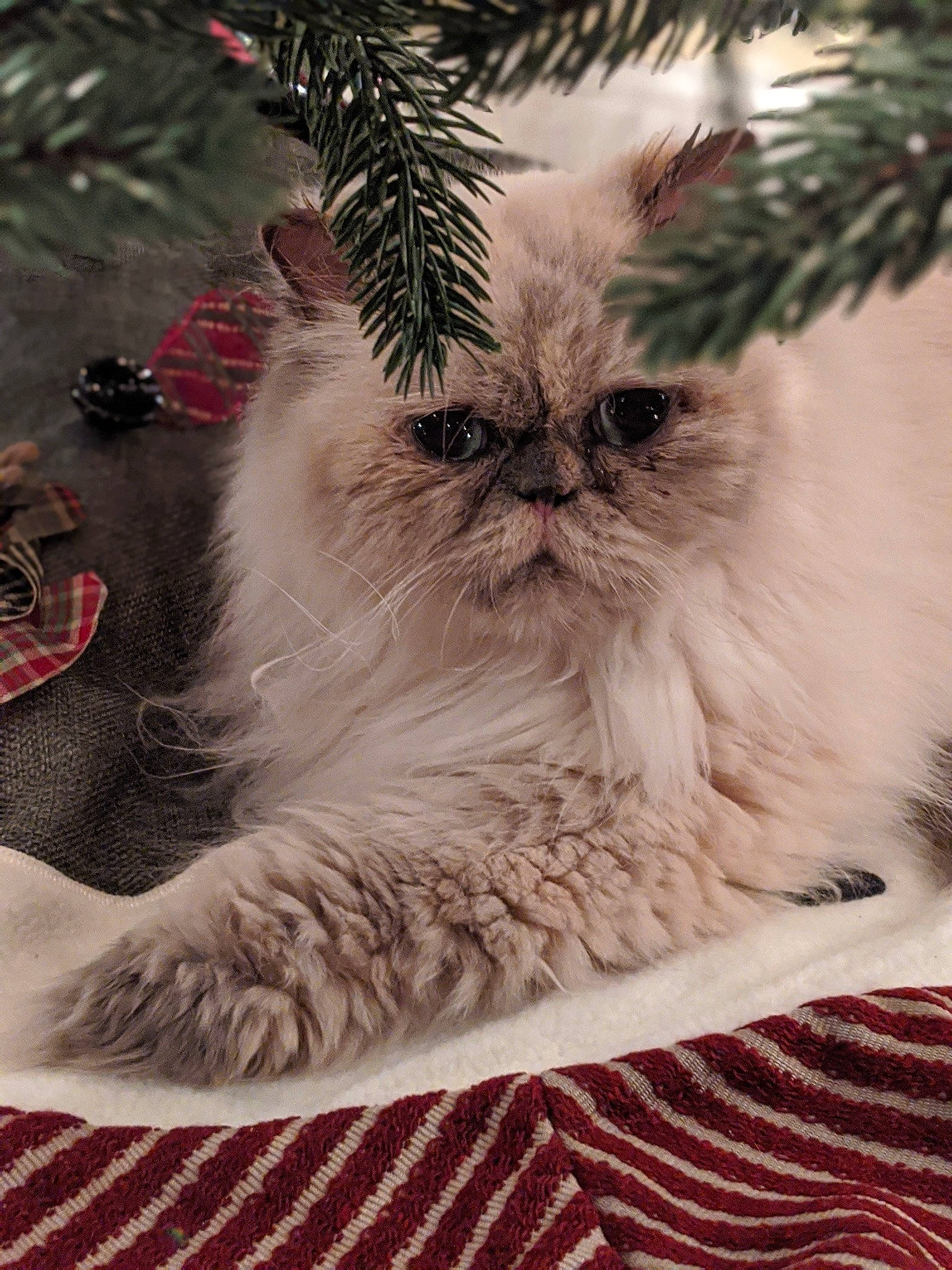 Hazel is registered to the contest to win money with this photo: carnivore, cat, christmas, eye, fawn, felidae, fur, himalayan, kitten, persian, plant, ragdoll, small_to_medium_sized_cats, snout, tree, whiskers