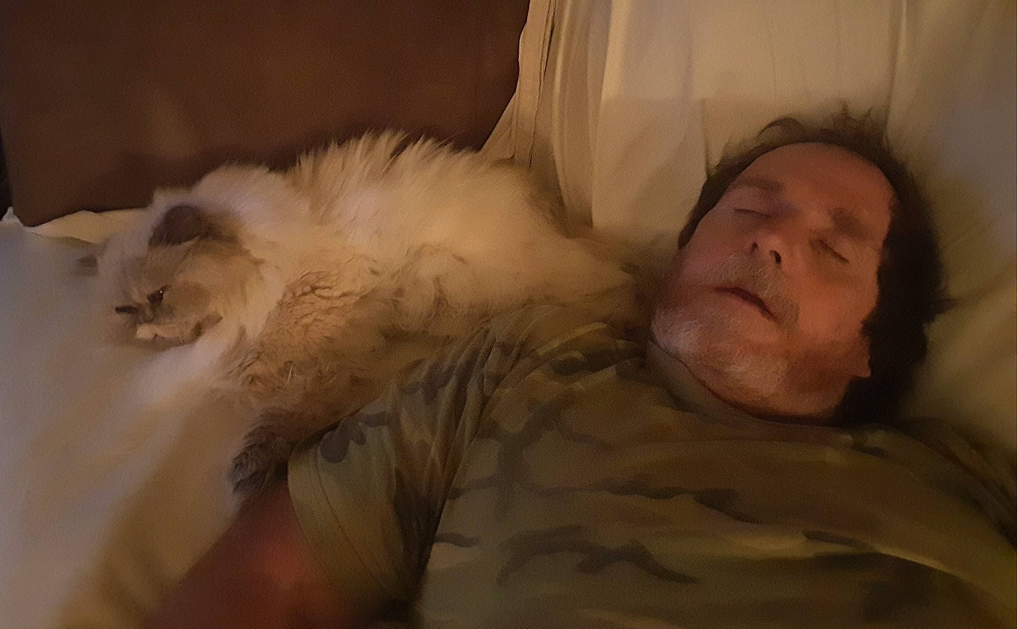 Hazel is registered to the contest to win money with this photo: carnivore, cat, ear, felidae, fur, nap, nose, persian, ragdoll, sleep, small_to_medium_sized_cats, whiskers