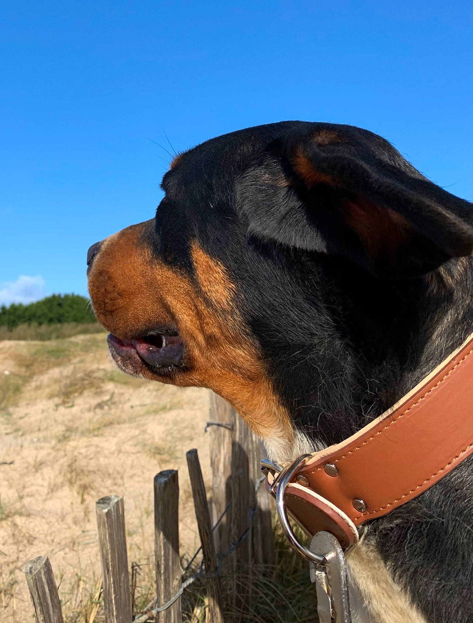 Flika a rejoint le concours — aidez-le/la à gagner de superbes lots ! beauceron, canidae, carnivore, collar, dog, dog_breed, fawn, german_pinscher, guard_dog, huntaway, hunting_dog, landscape, mammal, pinscher, rottweiler, snout, working_dog