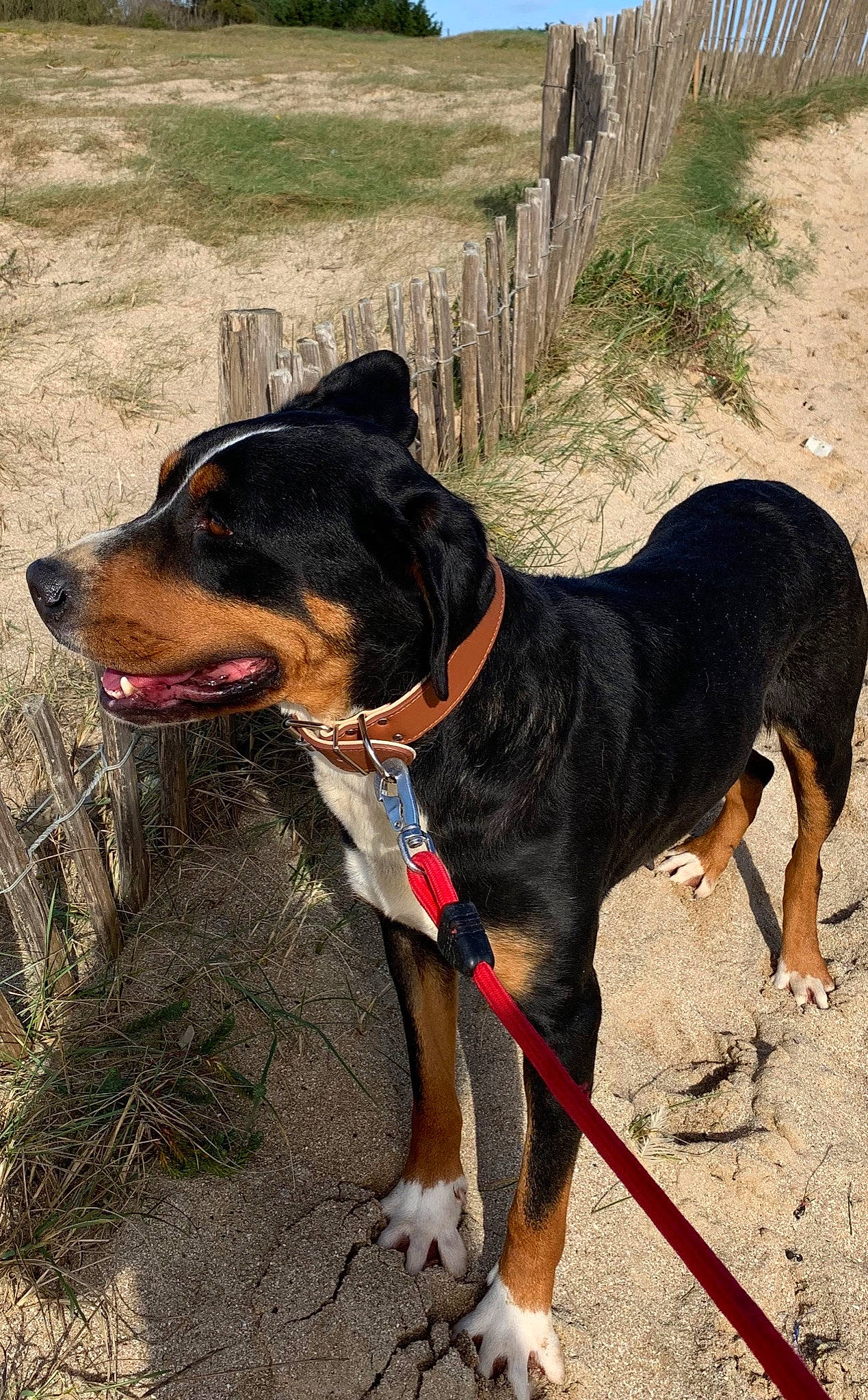 Flika participe au concours pour gagner de l'argent avec cette photo : appenzeller_sennenhund, canidae, carnivore, dog, dog_breed, entlebucher_mountain_dog, greater_swiss_mountain_dog, hound, huntaway, hunting_dog, mammal, transylvanian_hound, vertebrate, working_dog