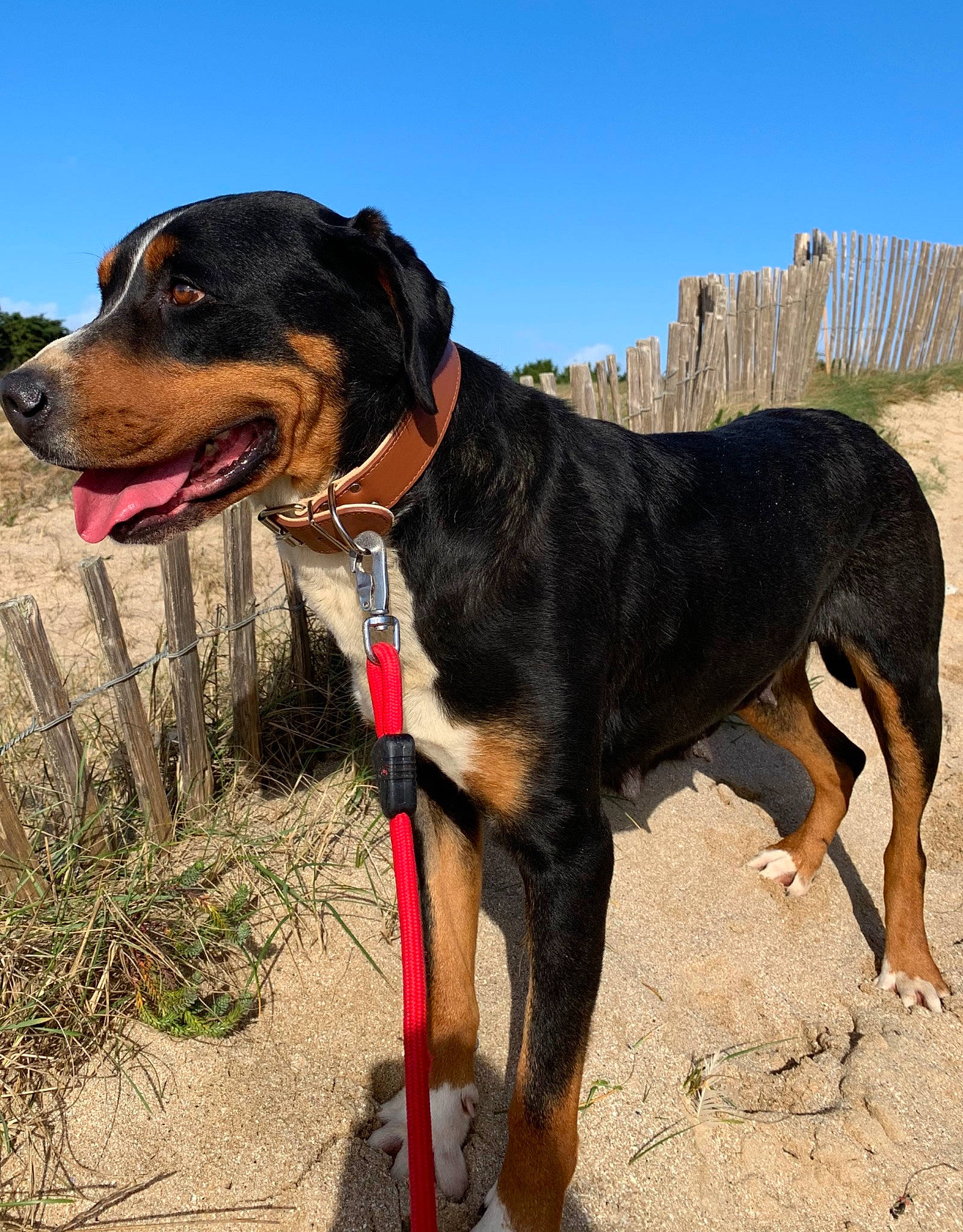 Flika participe au concours pour gagner de l'argent avec cette photo : appenzeller_sennenhund, canidae, carnivore, dog, dog_breed, entlebucher_mountain_dog, fawn, hellenikos_ichnilatis, hound, huntaway, hunting_dog, mammal, rare_breed_dog, rottweiler, transylvanian_hound, vertebrate, working_dog