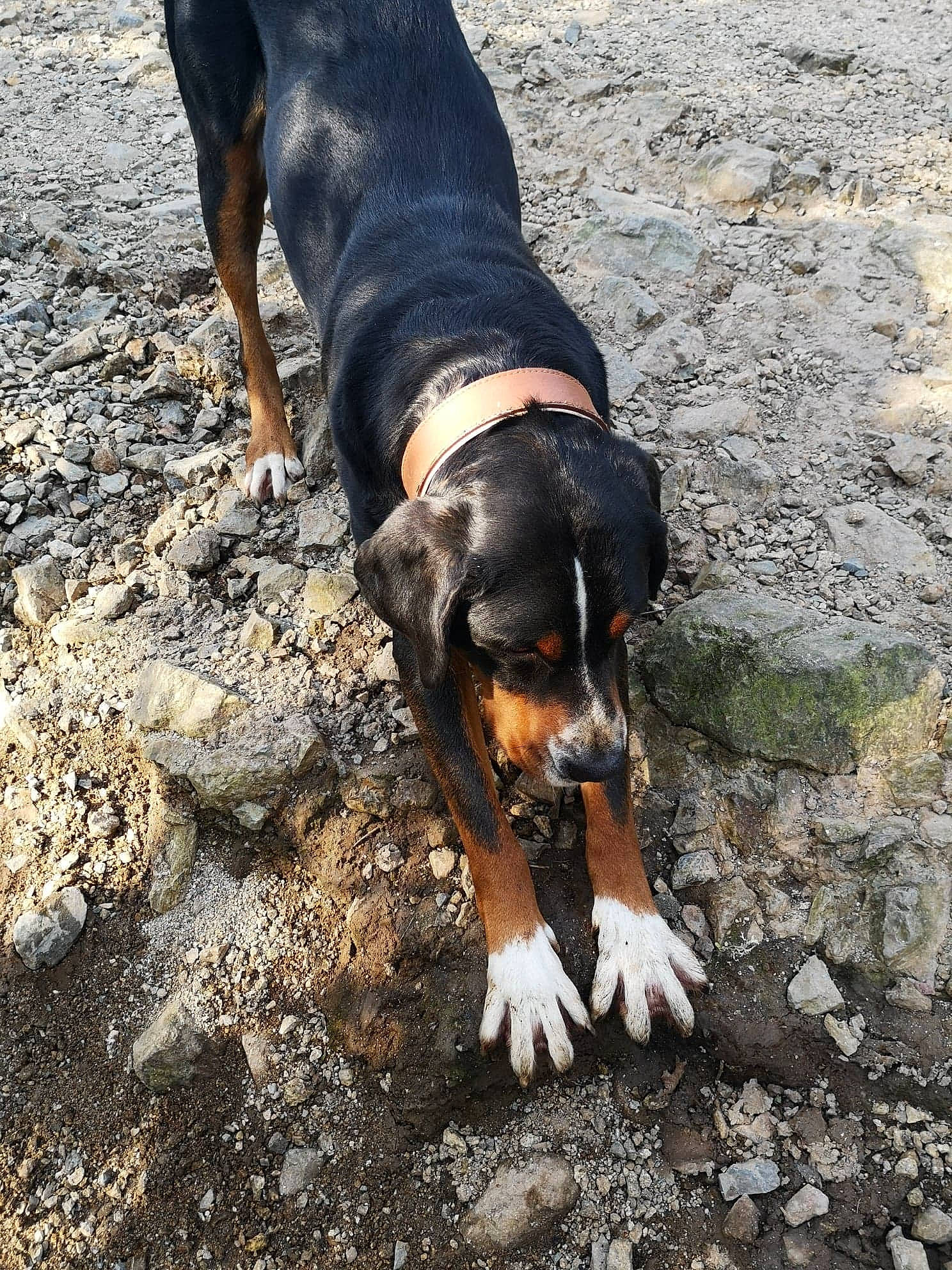 Flika a rejoint le concours — aidez-le/la à gagner de superbes lots ! austrian_black_and_tan_hound, canidae, carnivore, dog, dog_breed, entlebucher_mountain_dog, hellenikos_ichnilatis, hound, huntaway, hunting_dog, lithuanian_hound, mammal, montenegrin_mountain_hound, polish_hunting_dog, rare_breed_dog, serbian_hound, transylvanian_hound, tyrolean_hound, vertebrate, working_dog