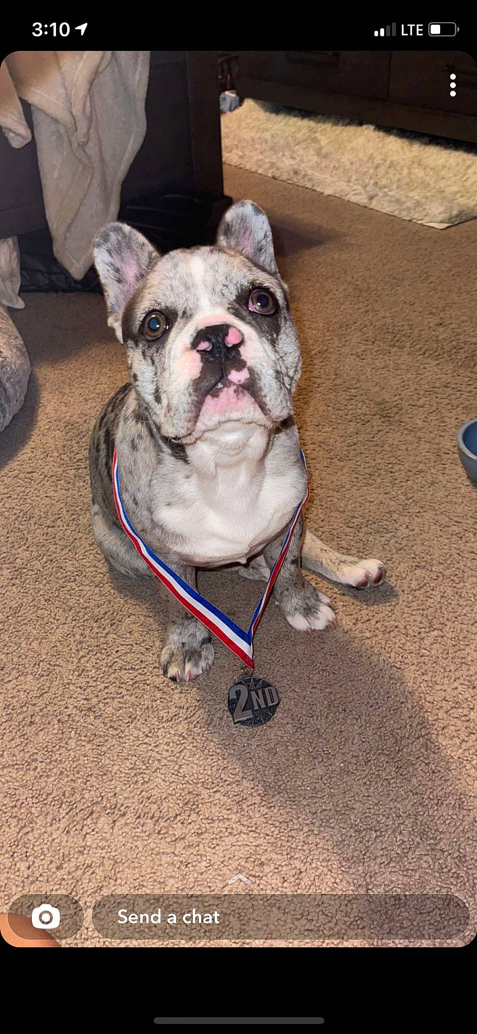 Tito is registered to the contest to win money with this photo: bulldog, canidae, carnivore, collar, companion_dog, dog, dog_breed, dog_collar, electric_blue, fashion_accessory, fawn, leash, molosser, pet_supply, road_surface, snout, sporting_group, toy_dog, working_animal, wrinkle