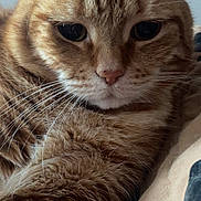 Garfield participe au concours pour gagner de l'argent avec cette photo : animal, cat, close_up, cozy, cute, ears, eyes, face, feline, fur, indoor, mammal, nose, orange_tabby, paw, pet, portrait, relaxed, sleepy, whiskers