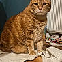 Garfield participe au concours pour gagner de l'argent avec cette photo : cat, orange_tabby, indoor, rug, floor, tile, shoes, sneakers, radiator, pet, feline, whiskers, fur, curious, sitting, closeup, domestic_cat, cute, animal, household