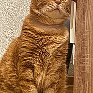 Garfield participe au concours pour gagner de l'argent avec cette photo : cat, orange_tabby, feline, pet, indoor, fur, whiskers, ears, face, sitting, curious, closeup, texture, wood, floor, animal, mammal, domestic, portrait, cute