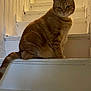 cat, orange_tabby, stairs, indoor, pet, feline, animal, white_stairs, curious, sitting, furry, whiskers, tail, ears, looking, house, wooden_stairs, domestic_cat, cute, alert