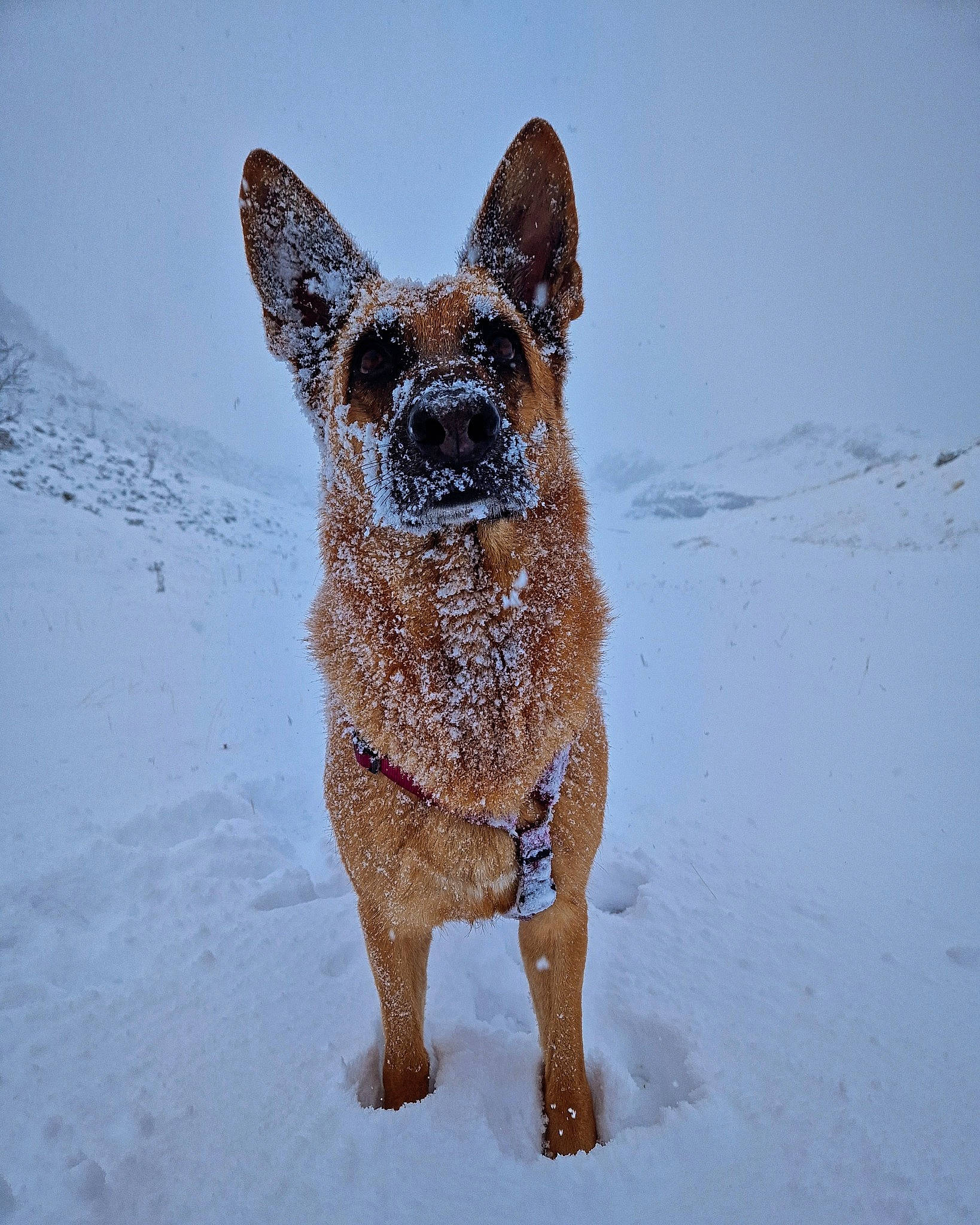 Laïka participe au concours pour gagner de l'argent avec cette photo : canidae, carnivore, companion_dog, dog, dog_breed, eye, fawn, freezing, fur, landscape, sky, slope, snout, snow, sporting_group, tail, terrestrial_animal, water, whiskers, winter