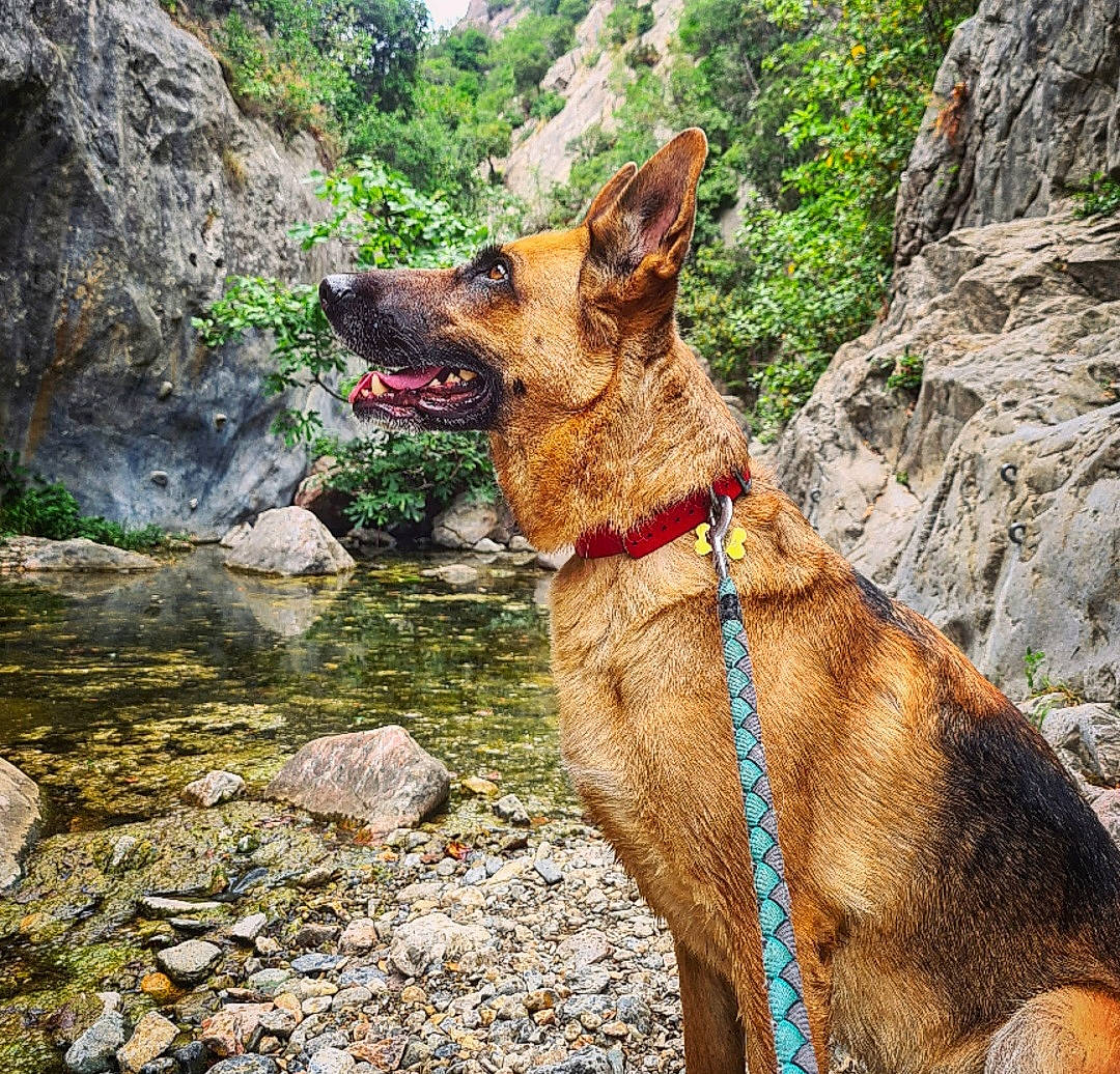 Laïka participe au concours pour gagner de l'argent avec cette photo : bedrock, canidae, carnivore, collar, dog, dog_breed, dog_collar, dog_hiking, fawn, leash, liver, mountain, outcrop, plant, rock, sporting_group, tree, walking, water, working_animal