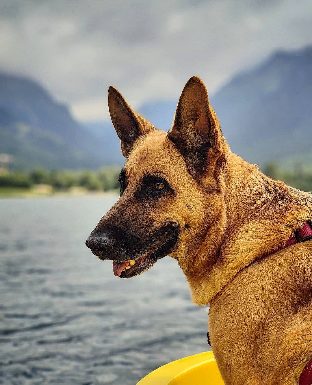Laïka a rejoint le concours — aidez-le/la à gagner de superbes lots ! canidae, carnivore, cloud, collar, companion_dog, dog, dog_breed, dog_collar, dog_supply, fawn, herding_dog, lake, mountain, sky, snout, sporting_group, water, whiskers, wildlife, working_animal