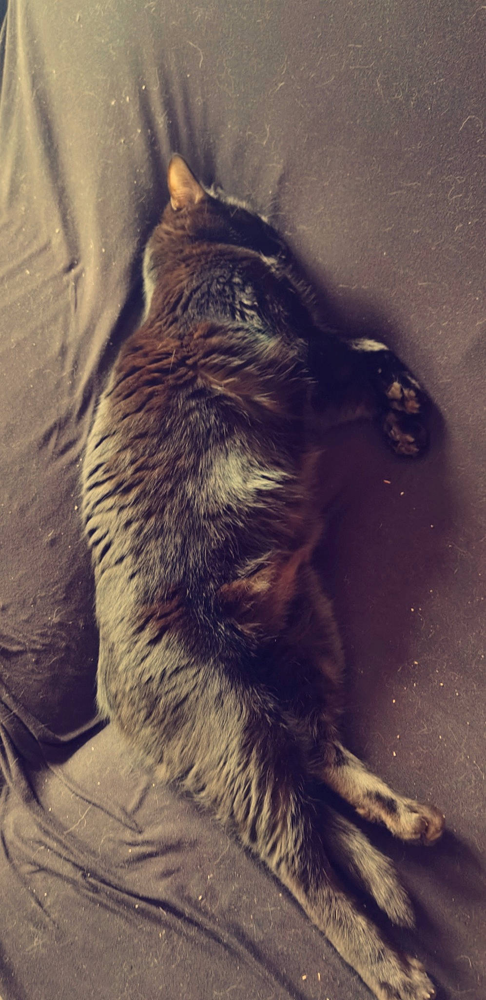 Diesel a rejoint le concours — aidez-le/la à gagner de superbes lots ! black_cat, carnivore, cat, claw, cloud, domestic_short_haired_cat, felidae, fur, human_leg, metal, meteorological_phenomenon, mountain, paw, shadow, sky, small_to_medium_sized_cats, tail, tints_and_shades, tree, whiskers