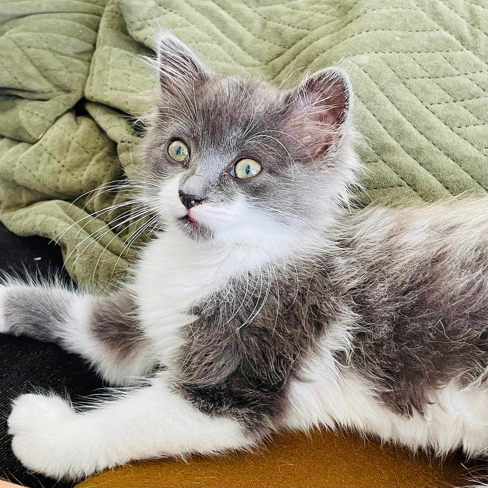 Kyo a rejoint le concours — aidez-le/la à gagner de superbes lots ! animal, blanket, cat, closeup, comfortable, curious, cute, eyes, feline, fur, gray_and_white, indoor, kitten, laying, pet, resting, soft, texture, whiskers, young