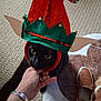black_cat, cat, elf_hat, hand, carpet, shoe, brown_shoe, indoor, pet, feline, costume, bells, person_hand, closeup, domestic_animal, curious, playing, animal, footwear, floor