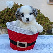 Archie participe au concours pour gagner de l'argent avec cette photo : puppy, dog, basket, blue_eyes, fluffy, cute, outdoor, greenery, decor, holiday, christmas_theme, red, white, fur, pet, animal, table, background, adorable, small