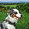 Archie participe au concours pour gagner de l'argent avec cette photo : dog, australian_shepherd, blue_eyes, sitting, harness, grass, flowers, dirt_path, outdoor, nature, countryside, cloudy_sky, greenery, pet, canine, fur, animal, landscape, scenic, happy