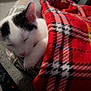 Optimus joined the competition — help win amazing prizes! cat, kitten, sleeping, blanket, red, plaid, cushion, carpet, remote_control, black_and_white, indoor, cozy, resting, pet, animal, feline, cute, soft, comfort, nap