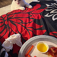 Optimus is registered to the contest to win money with this photo: bed, black, blanket, cat, cheese, curious, dipping_sauce, food, furniture, indoor, kitten, mirror, napkin, pattern, plate, red, shoes, snack, white, wood_floor