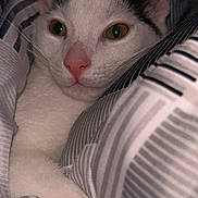 Optimus is registered to the contest to win money with this photo: cat, white_cat, black_markings, pet, animal, feline, closeup, bed, blanket, striped, cozy, snuggled, indoor, cute, relaxed, resting, pink_nose, whiskers, ears, fur
