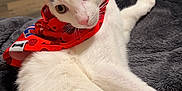 Optimus joined the competition — help win amazing prizes! cat, white_cat, black_markings, red_bandana, pet, indoor, cozy, blanket, wooden_floor, curious, wide_eyes, relaxed, feline, animal, domestic_cat, soft_texture, floor_rug, lying_down, closeup, cute