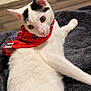 cat, white_cat, black_markings, red_bandana, pet, indoor, cozy, blanket, wooden_floor, curious, wide_eyes, relaxed, feline, animal, domestic_cat, soft_texture, floor_rug, lying_down, closeup, cute