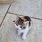 Belle a rejoint le concours — aidez-le/la à gagner de superbes lots ! kitten, cat, young, small, cute, fur, white, black, orange, outdoor, tile_floor, curious, pet, animal, tiny, looking_up, mouth_open, domestic, feline, playful