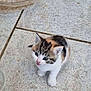 kitten, cat, young, small, cute, fur, white, black, orange, outdoor, tile_floor, curious, pet, animal, tiny, looking_up, mouth_open, domestic, feline, playful