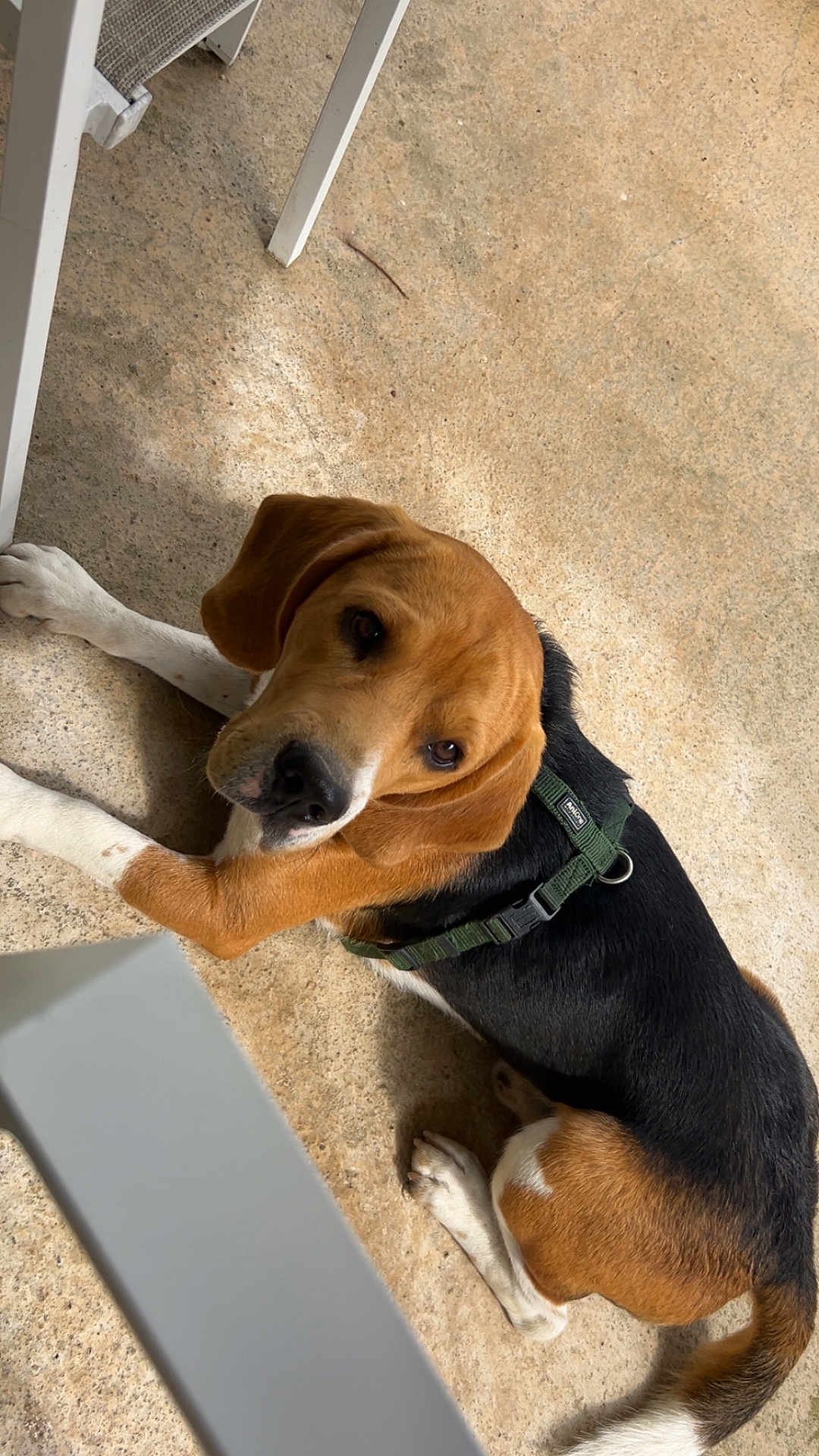 Virgule a rejoint le concours — aidez-le/la à gagner de superbes lots ! dog, beagle, pet, animal, tricolor, brown, black, white, harness, floor, concrete, indoor, furniture, chair_leg, resting, curious, looking_up, canine, domestic, companion