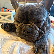 Biggie Smalls joined the competition — help win amazing prizes! dog, french_bulldog, sleeping, close_up, paw, blanket, indoor, pet, cozy, cute, resting, animal, face, fur, domestic_animal, snout, ears, home, comfort, relaxation