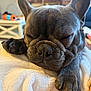 dog, french_bulldog, sleeping, close_up, paw, blanket, indoor, pet, cozy, cute, resting, animal, face, fur, domestic_animal, snout, ears, home, comfort, relaxation