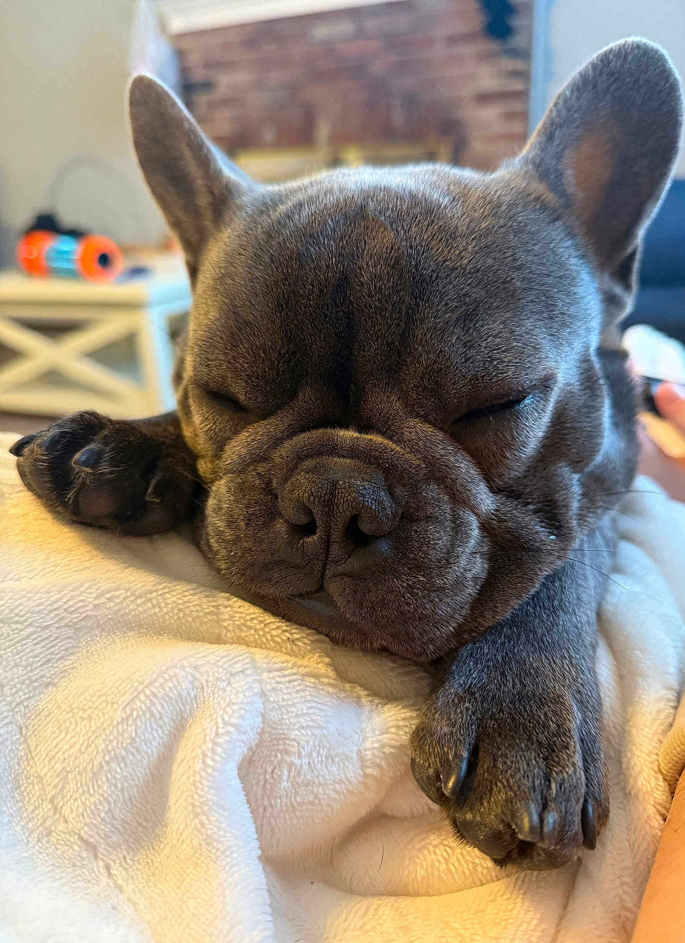Biggie Smalls joined the competition — help win amazing prizes! dog, french_bulldog, sleeping, close_up, paw, blanket, indoor, pet, cozy, cute, resting, animal, face, fur, domestic_animal, snout, ears, home, comfort, relaxation