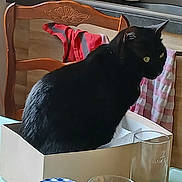 Kiki participe au concours pour gagner de l'argent avec cette photo : black_cat, cat, box, kitchen, table, glass, jar, wooden_chair, striped_cloth, yellow_eyes, indoor, pet, domestic_animal, feline, sitting, container, furniture, household_items, domestic_setting, cozy