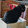 black_cat, cat, box, kitchen, table, glass, jar, wooden_chair, striped_cloth, yellow_eyes, indoor, pet, domestic_animal, feline, sitting, container, furniture, household_items, domestic_setting, cozy