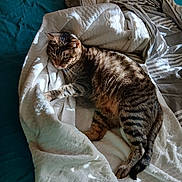 Bobi a rejoint le concours — aidez-le/la à gagner de superbes lots ! cat, tabby_cat, blanket, bed, bedding, striped, fur, sleepy, resting, indoor, cozy, comfort, animal, pet, mammal, whiskers, paw, tail, feline, relaxed