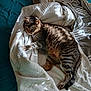 cat, tabby_cat, blanket, bed, bedding, striped, fur, sleepy, resting, indoor, cozy, comfort, animal, pet, mammal, whiskers, paw, tail, feline, relaxed