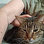 cat, tabby_cat, pet, human_arm, hand, indoor, green_shirt, feline, whiskers, close_up, resting, relaxed, sleepy, animal, fur, striped, person, skin, touch, comfort