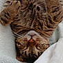 cat, tabby_cat, sleeping, close_up, fur, whiskers, paws, cute, pet, domestic_animal, relaxation, cozy, blanket, nap, animal, feline, soft, resting, peaceful, indoor