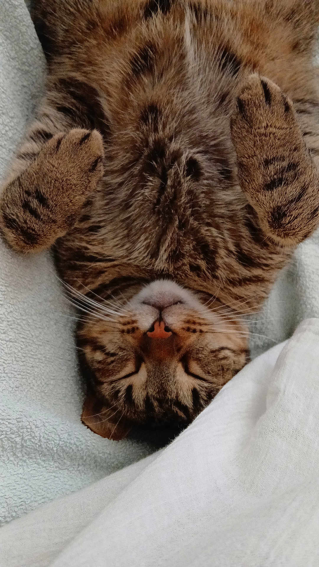 Bobi