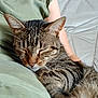 cat, tabby_cat, sleeping, pet, animal, cozy, indoor, person, lap, green_shirt, furniture, leather_couch, relaxation, comfort, whiskers, ears, fur, close_up, resting, nap