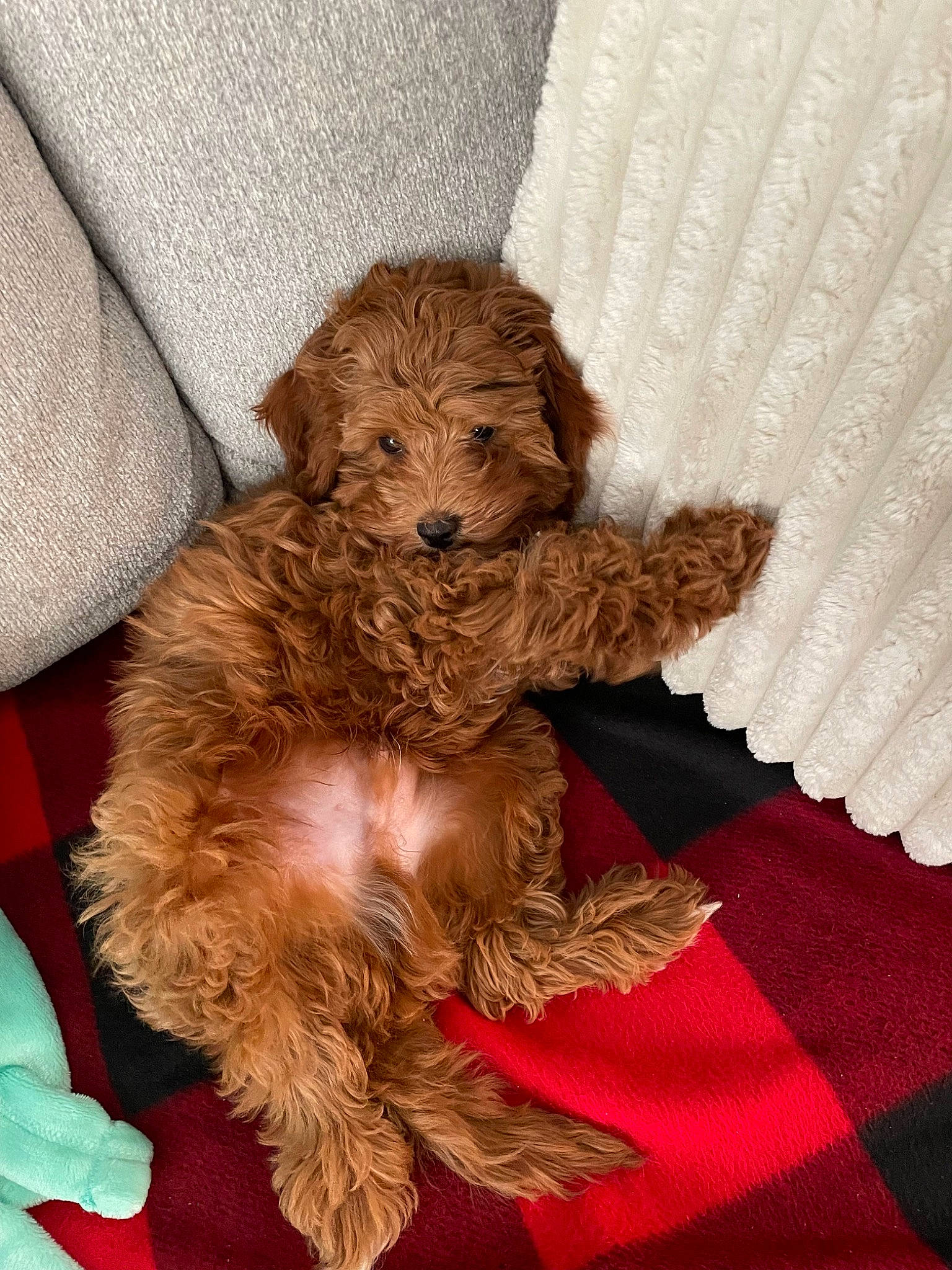 Teddy is registered to the contest to win money with this photo: canidae, carnivore, companion_dog, dog, dog_breed, dog_supply, felidae, fur, liver, non_sporting_group, small_terrier, sporting_group, terrestrial_animal, terrier, toy, toy_dog, working_animal