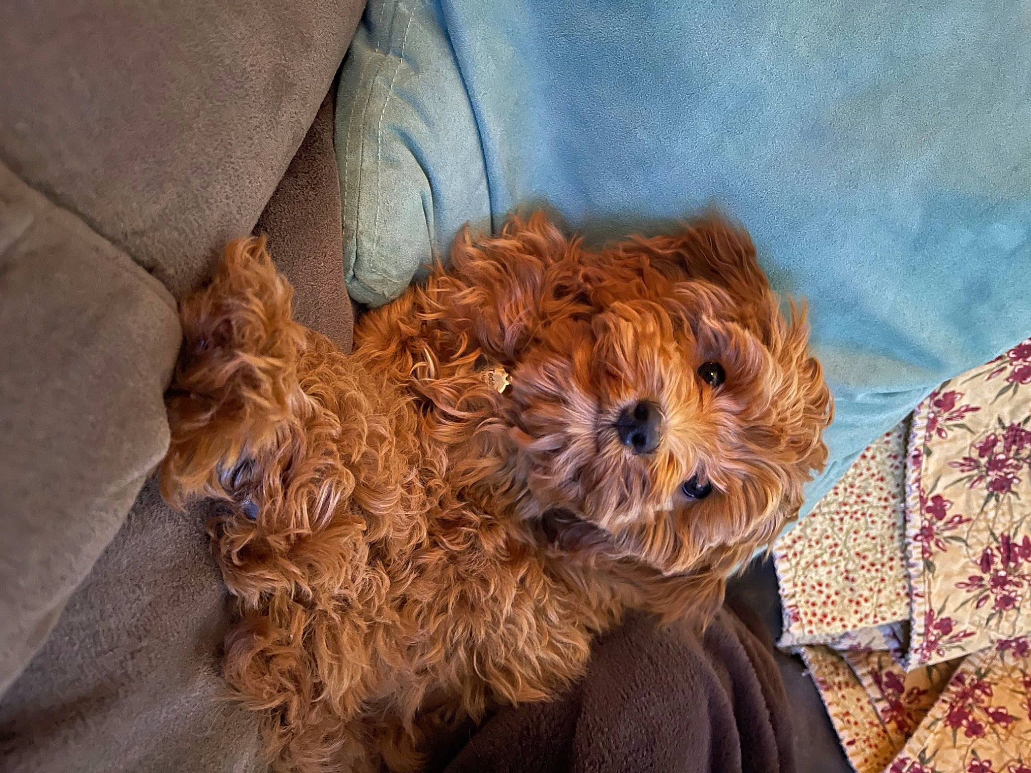 Teddy is registered to the contest to win money with this photo: canidae, carnivore, companion_dog, dog, dog_breed, dog_supply, fur, labradoodle, liver, poodle, poodle_crossbreed, puppy_love, small_terrier, snout, sporting_group, terrier, toy_dog, water_dog, working_animal, yorkipoo