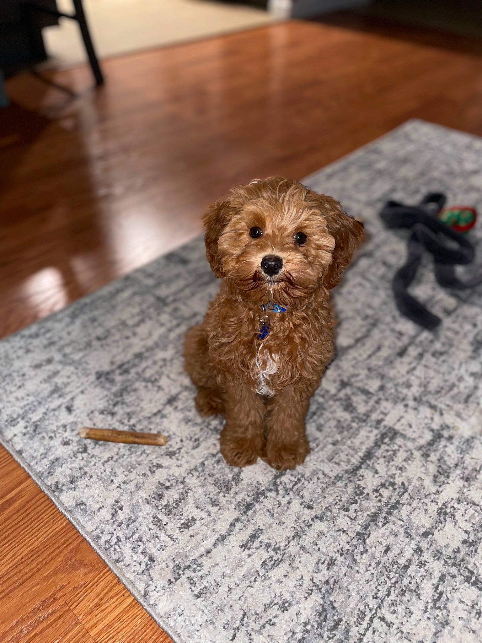 Teddy joined the competition — help win amazing prizes! art, brown, carnivore, companion_dog, dog, dog_breed, fawn, flooring, fur, hardwood, liver, rectangle, snout, terrier, toy, toy_dog, water_dog, wood, wood_stain, working_animal