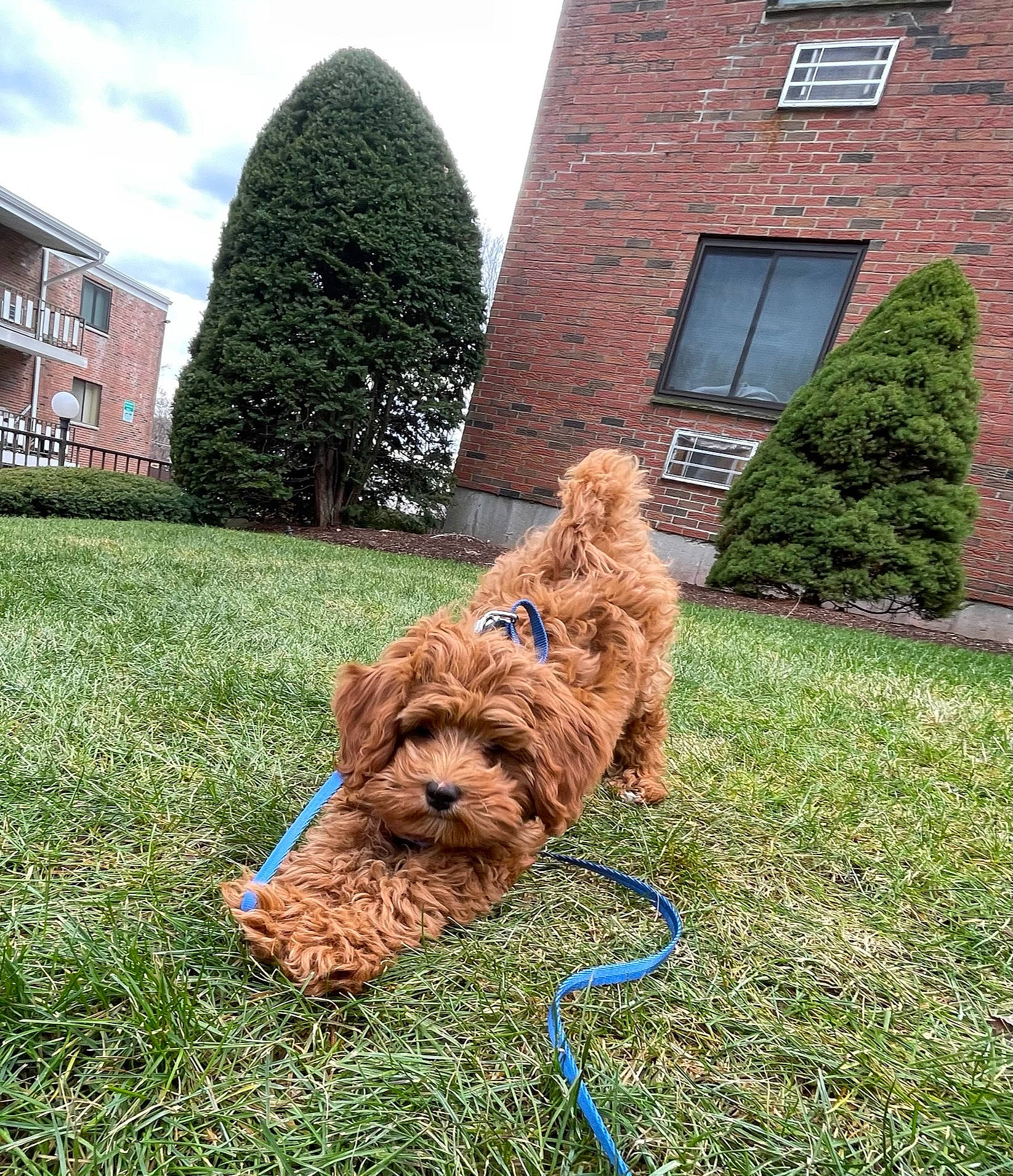 Teddy is registered to the contest to win money with this photo: brick, canidae, carnivore, cloud, companion_dog, dog, dog_breed, dog_collar, fawn, grass, lawn, liver, plant, shrub, sky, terrier, tree, water_dog, window, working_animal