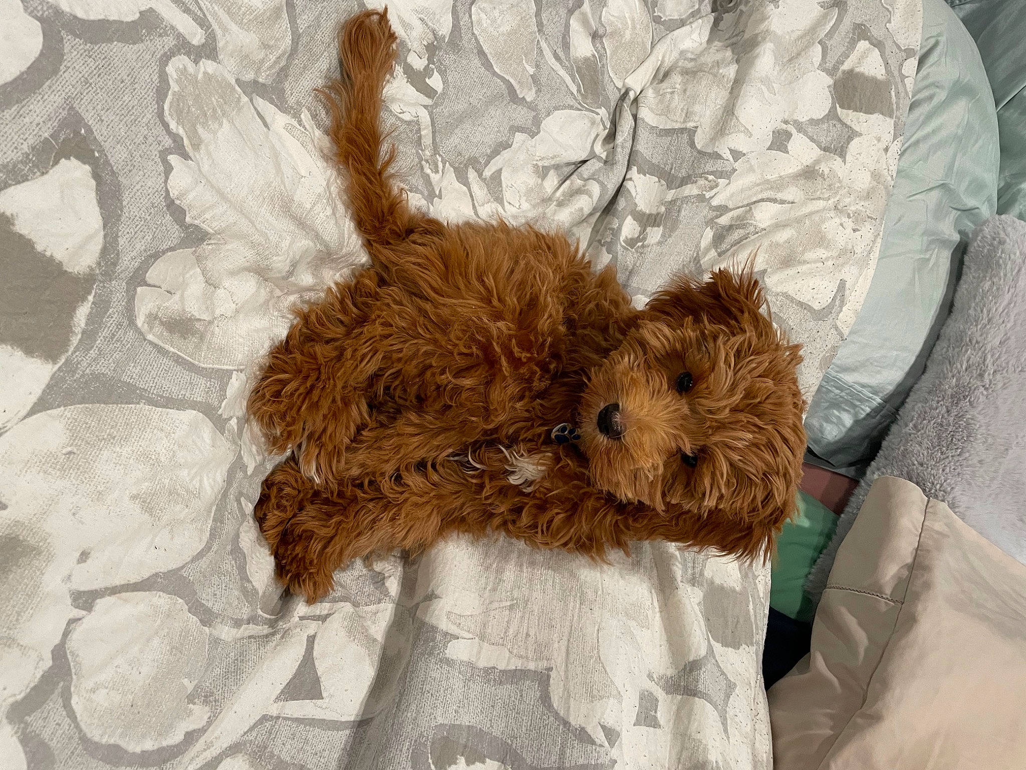 Teddy joined the competition — help win amazing prizes! canidae, carnivore, companion_dog, dog, dog_breed, dog_supply, fawn, fur, liver, pet_supply, poodle, snout, sporting_group, teddy_bear, terrestrial_animal, terrier, toy, toy_dog, water_dog, working_animal