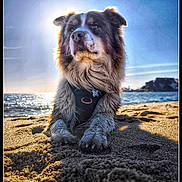 Pandor a rejoint le concours — aidez-le/la à gagner de superbes lots ! animal, beach, canine, coast, daytime, dog, fur, harness, nature, outdoor, pet, portrait, relaxing, sand, scenic, sea, sky, sun, sunlight, water