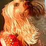 dog, fluffy, long_hair, light_colored, pet, blanket, red, pattern, looking_up, cozy, indoor, animal, fur, closeup, portrait, cute, companion, warm, domestic, mammal