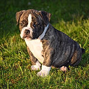 Mitsouko participe au concours pour gagner de l'argent avec cette photo : adorable, animal, brindle, canine, cute, dog, fur, grass, greenery, mammal, nature, outdoor, pet, playful, portrait, puppy, sitting, sunlight, white, young